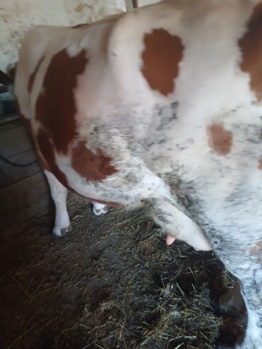 Vând vaca de 7 ani cu vițea , garantez 20 litri de lapte .