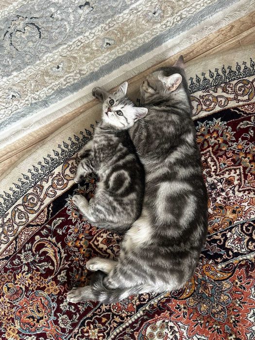 продам шотландский котенок