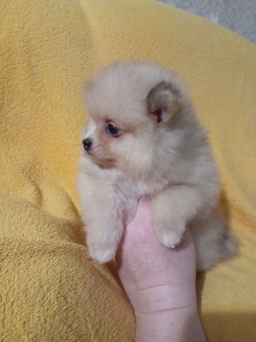 Продам щенка шпица