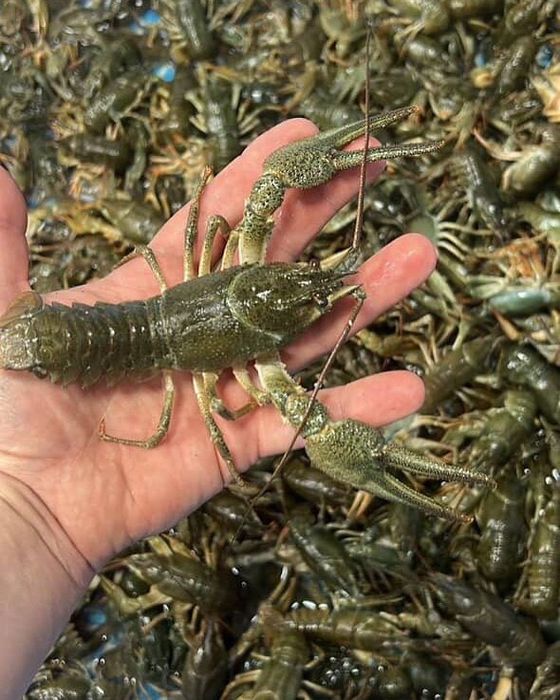 Живые раки оптом