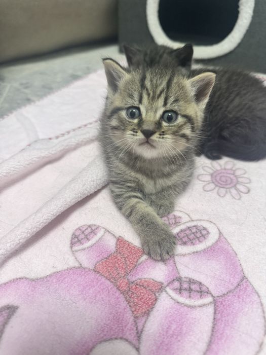 Отдам котят в добрые руки