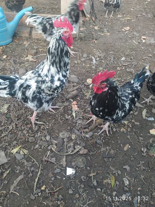 Австралорп черно пестрый  петушки