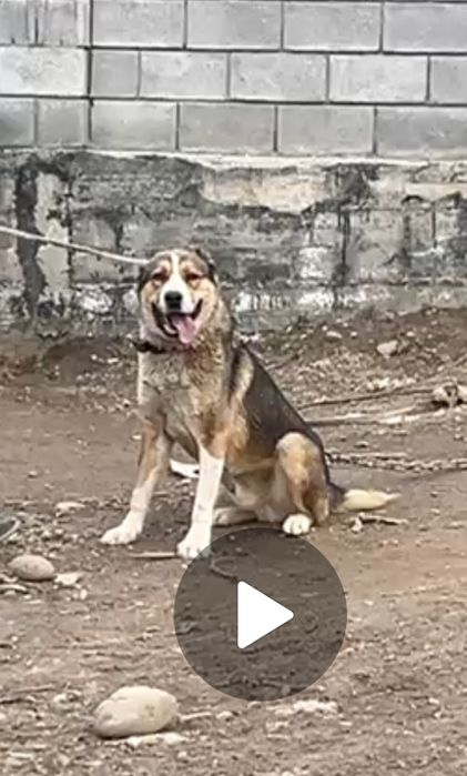 Алабай 1 жыл 2 айлық күшік