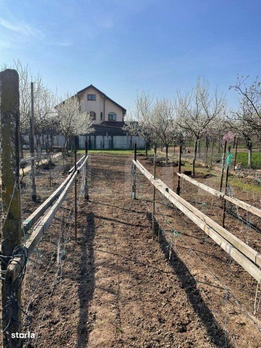 Teren de vanzare 1850 mp front de 21, Sanandrei!