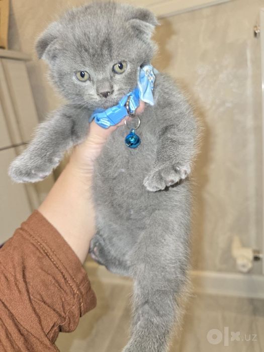 Продаються шодланские кошки