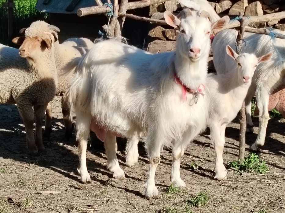 Capră sannen de vânzare