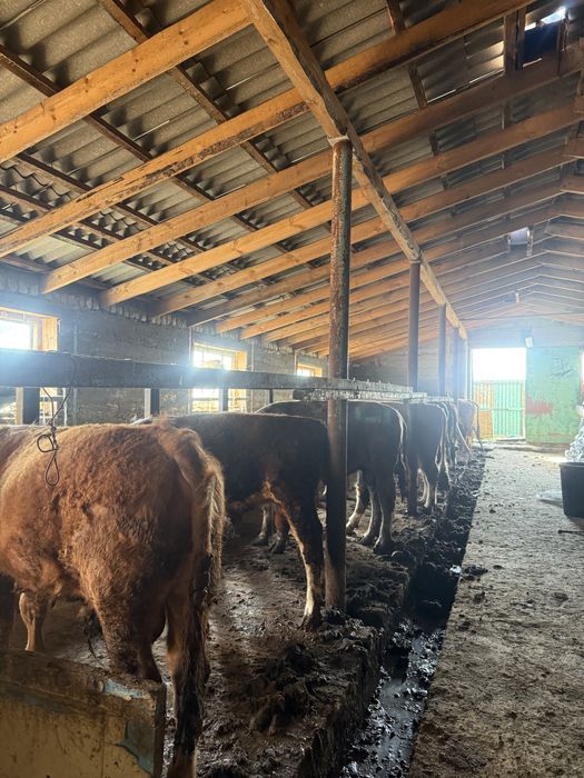 Продам бычков на откорме