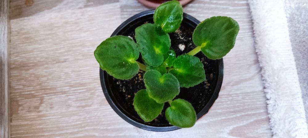 Фиалки цветы маленькие