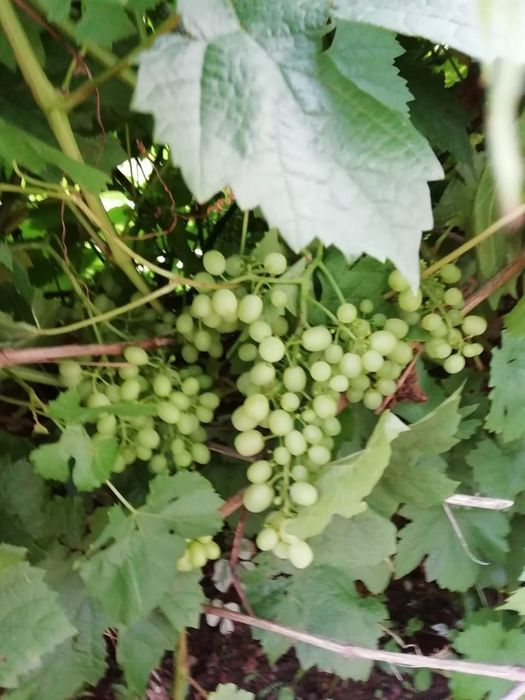 Продам дачу за с.Тарханка