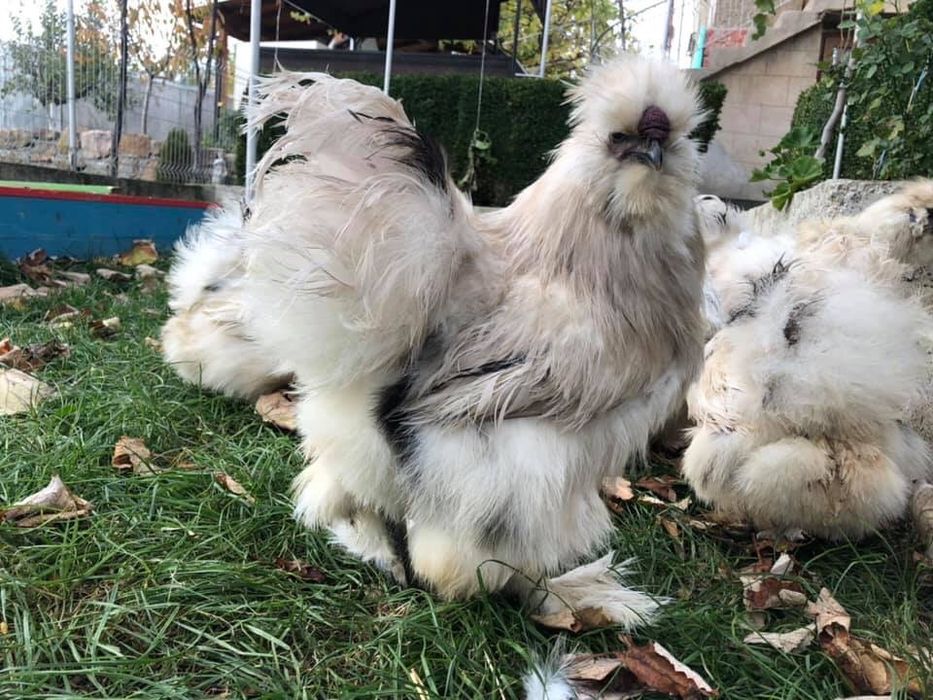 Продавам яйца и пилета от Копринките на снимките