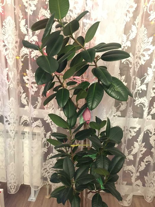 Продам Фикус КАучуковый