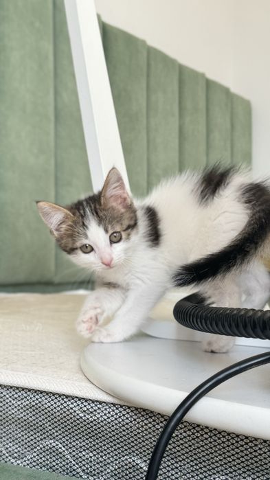 Котята в добрые руки — 3 месяца