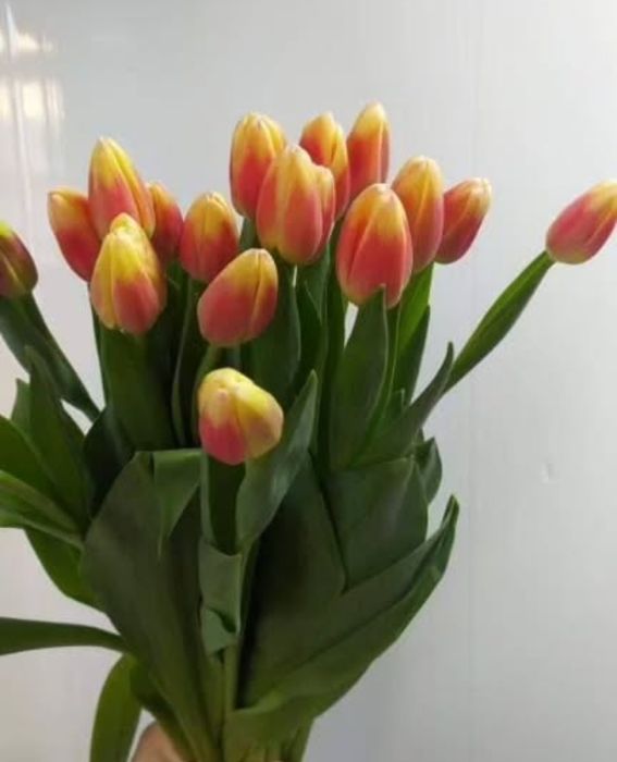 Тюльпаны к 8 марта!!!