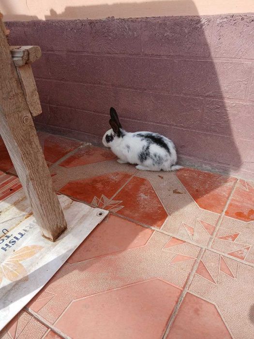 Кролики порода отец Бабочка и мать Шиншила. 1кг живое мясо 60 тысяч