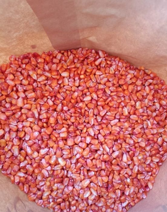 Продам семена кукурузы