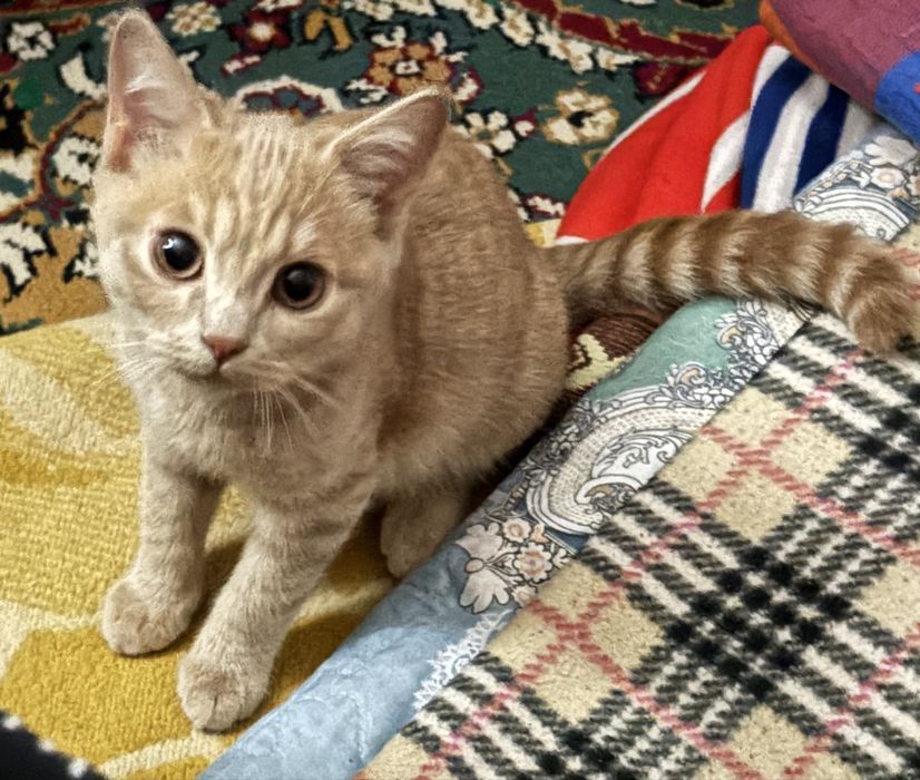 Британская шиншилла