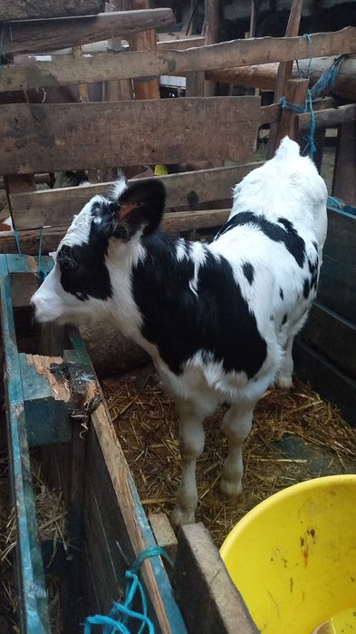 Vând vițele frumoase