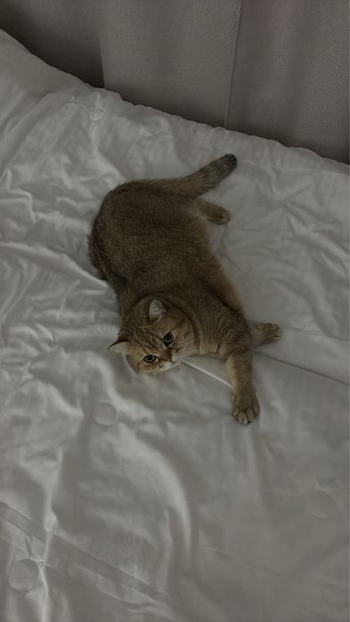 Отдам кота в добрые руки
