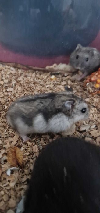 Puiuti de Hamster pitic