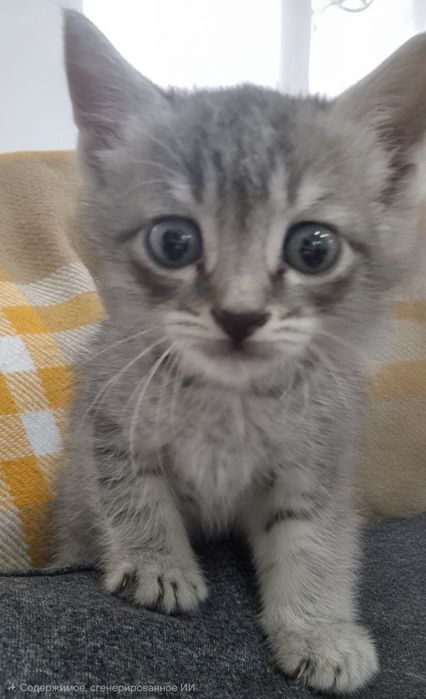 Котенок-мальчик в добрые руки
