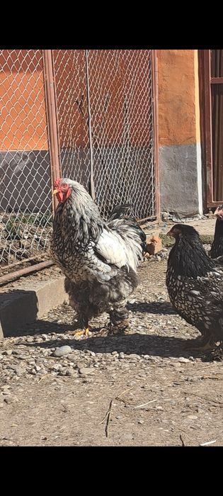 Oua brahma pentru incubat