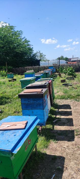 De vânzare familii albine puternice.