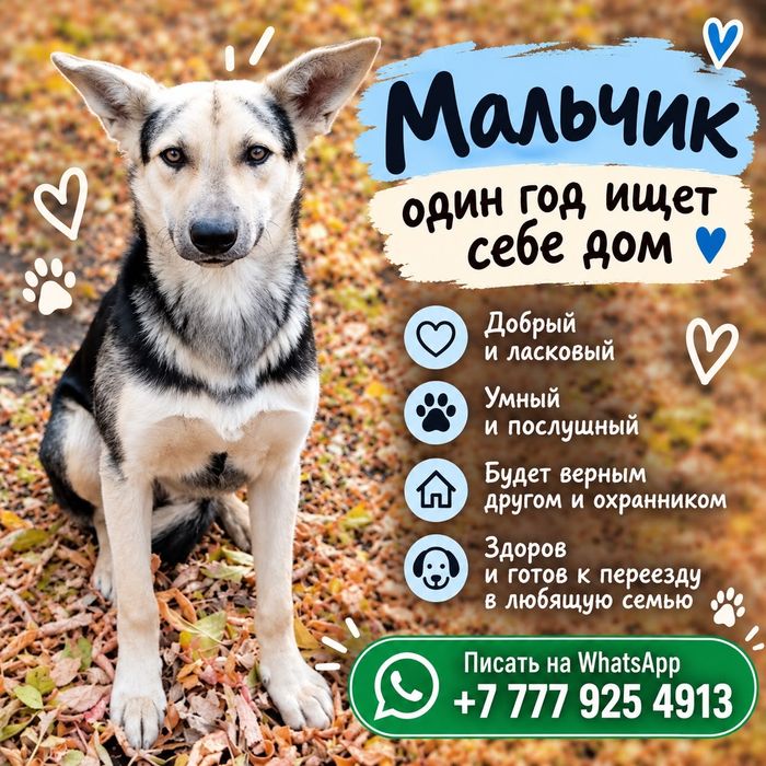 В добрые руки пристраиваются