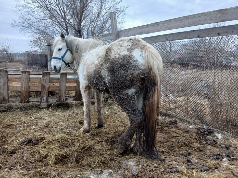 Бие ірі кобыла крупная.