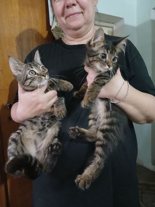 Котята в подарок здоровые умные игривые