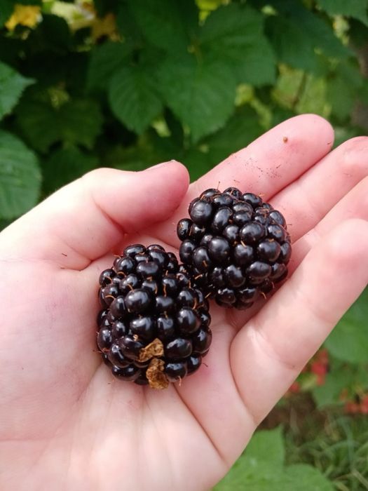 Butasi Zmeura Polka si Butasi mure thonfree