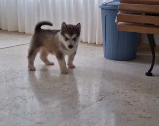 Кученца Аляски маламут