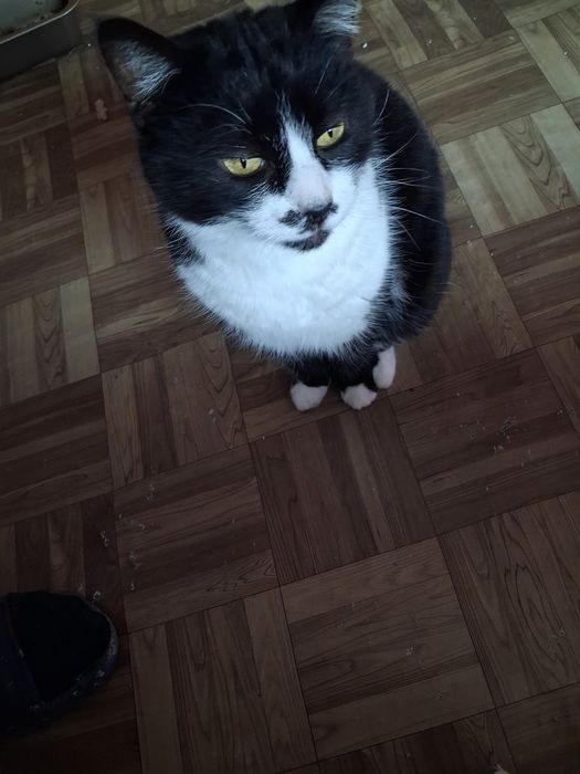 Хубавата Адолфина търси дом