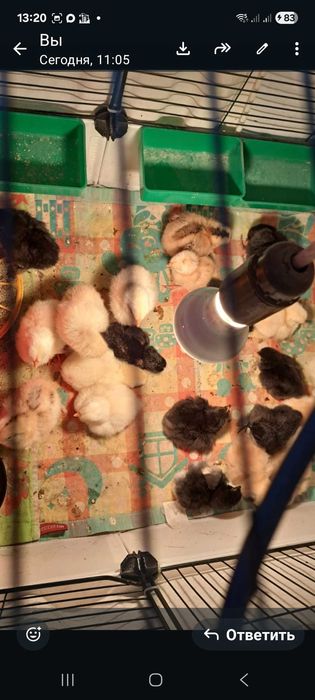 продам цыплят домашних