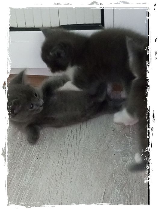 Продам котят! Симпотяшки очень игривые, есть платная доставка!