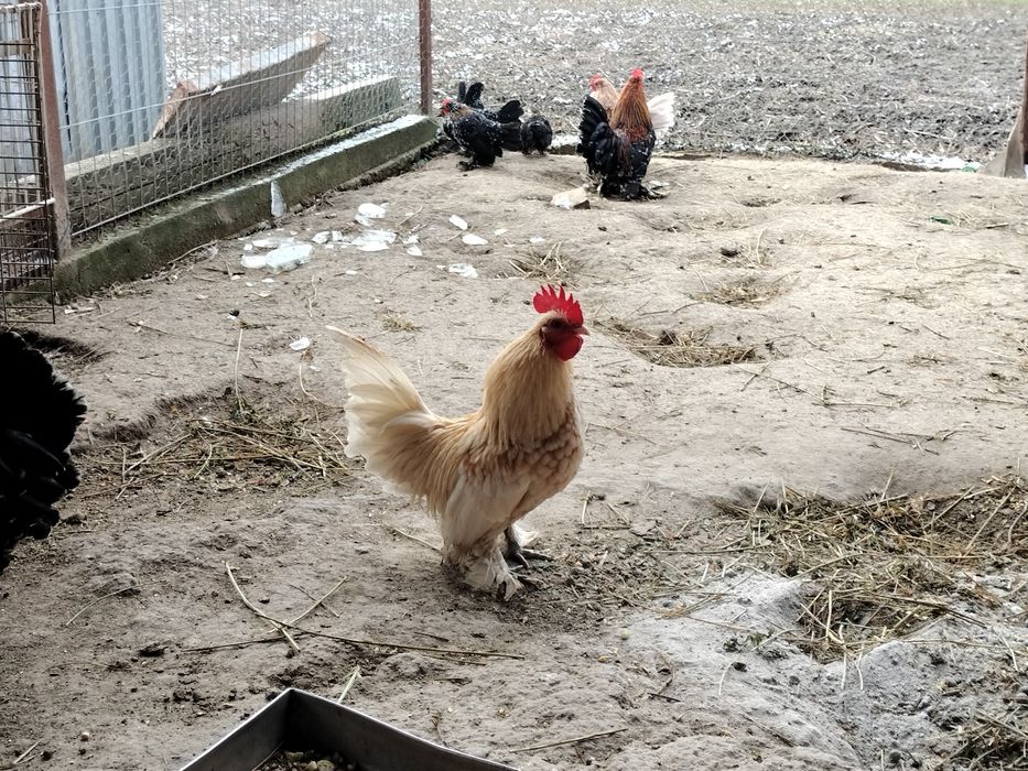 Cocoșei mii de flori
