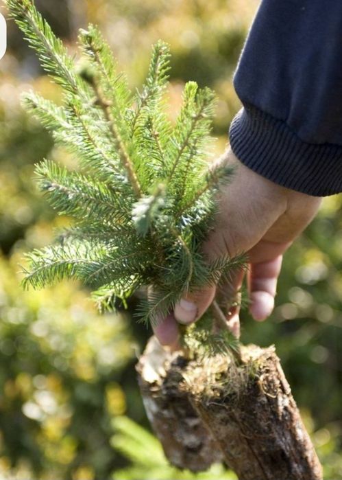 Продаю Голубые ели!!!