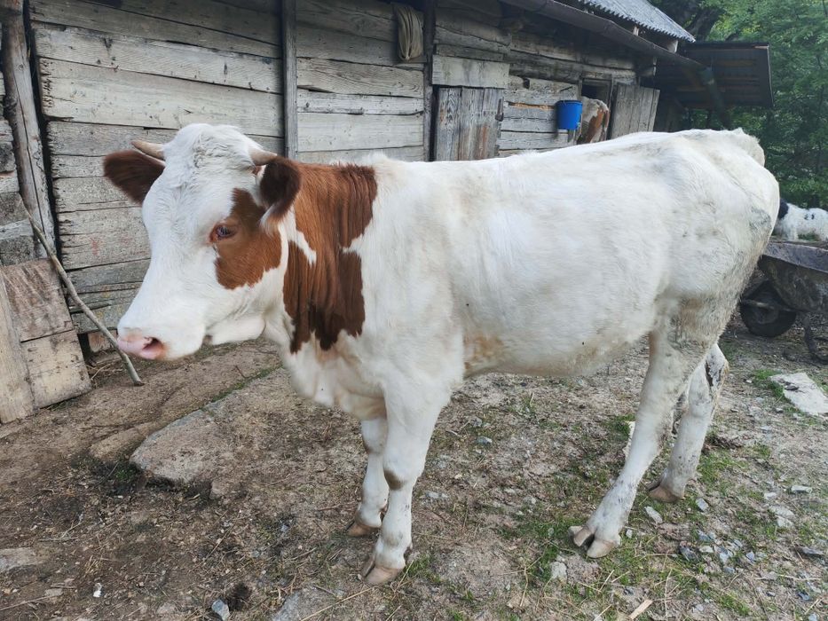 Vând vițea de 1 an!