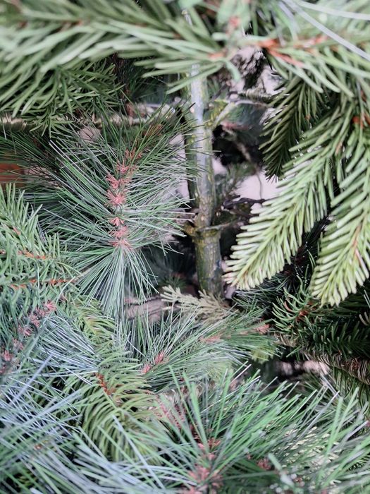 Елха  коледна 2,50м.