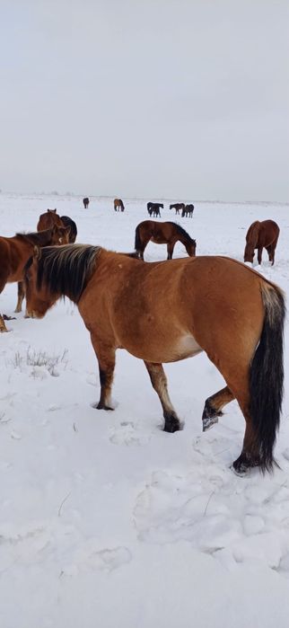 Тайдан құнан шығар сатылады