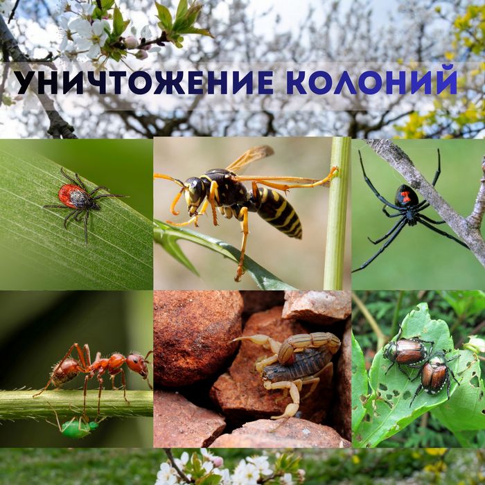 Профессиональная Дезинфекция Клопы Қандала Таракан