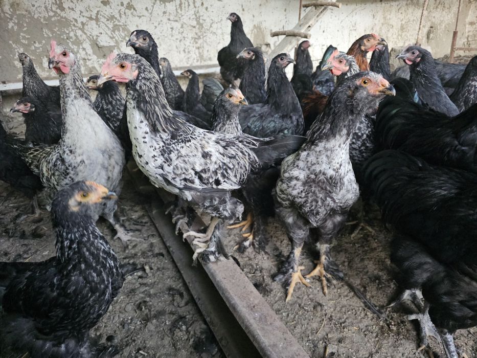 Bramalar (85–120 ming) va Jersi gigant [300 ming]  Sotuvda