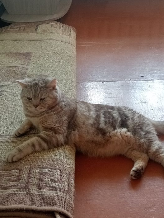 Отдам Кота в добрые руки