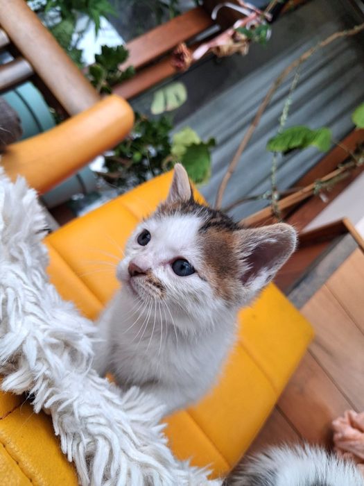 Котенца търсят дом-Варна