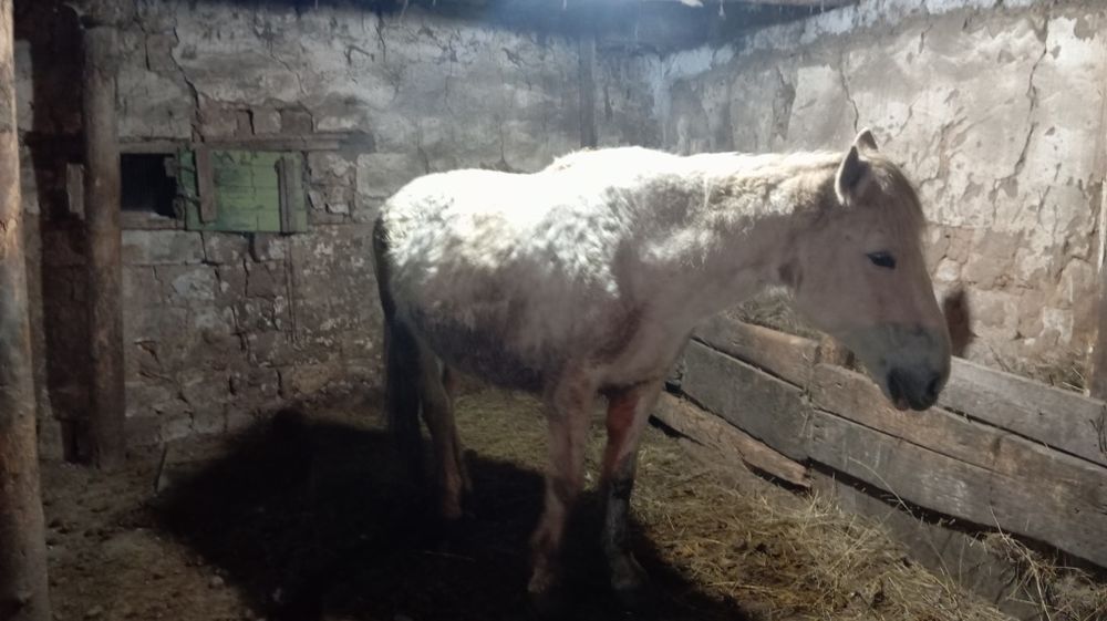 Продается кобыла, цена договорная .