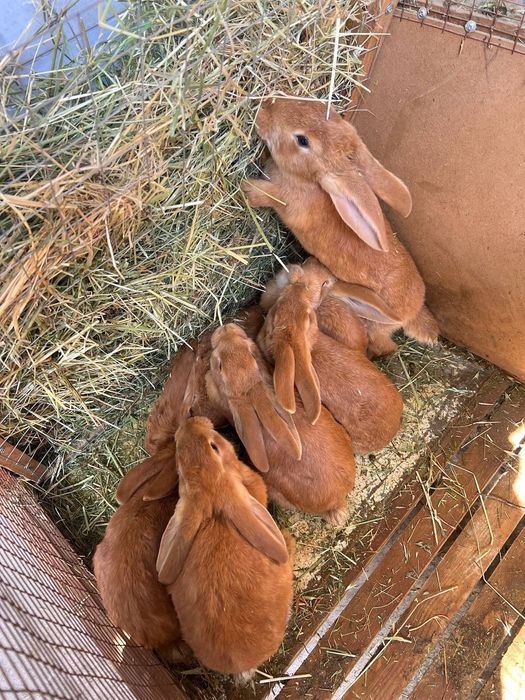 Quyon bollari sotiladi Burgund