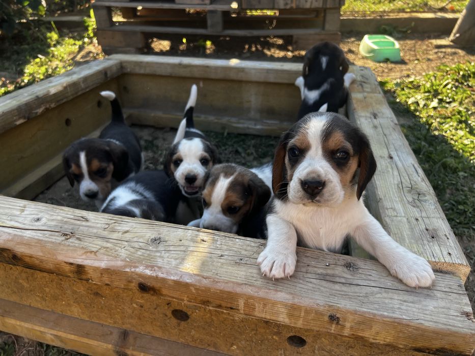 Pui Beagle disponibili