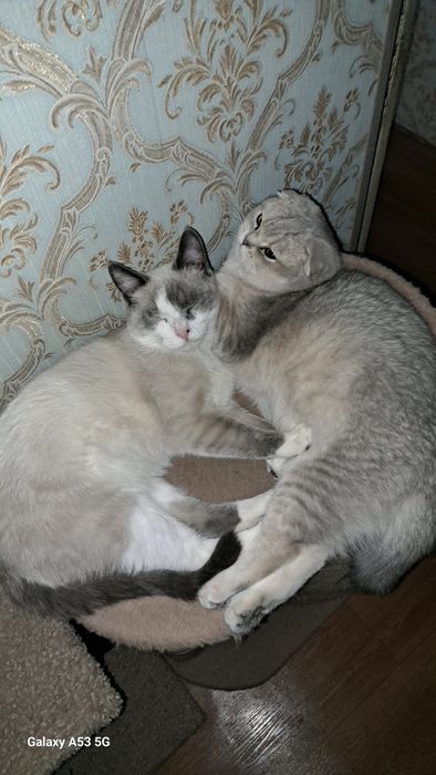 Скотиш фолд серибристая шиншила