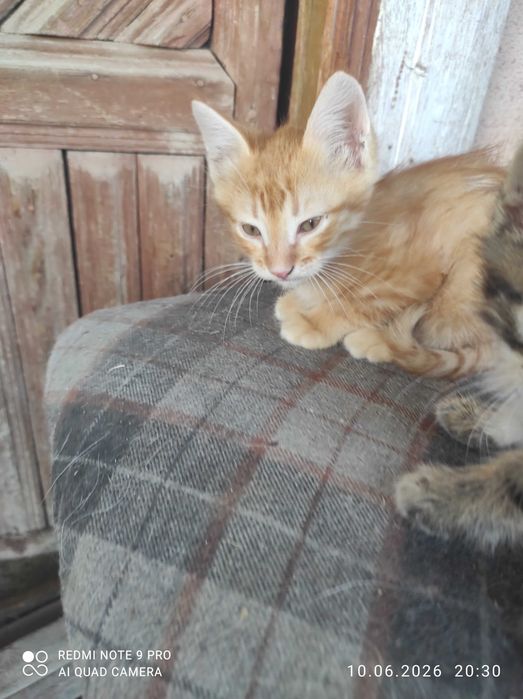 Котята в добрые руки