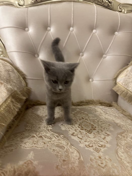 ПРОДАЕТСЯ!!! Британская Короткошерстная кошка. Девочка
