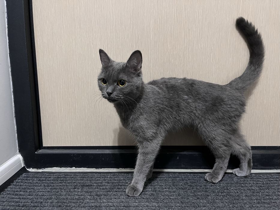 Кошка в добрые руки!